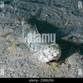Synodus sp. - Eidechsenfische Stockfoto