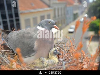 Die Taube wärmt die Tauben. Tauben und junge Jungvögel. Ein Paar Tauben hat ein Nest in einem Pflanzenkasten auf einer Fensterbank gebaut. Der Begriff des Vogellebens in Stockfoto