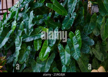 Nahaufnahme der Philodendron-Blätter auf der Pflanze Stockfoto
