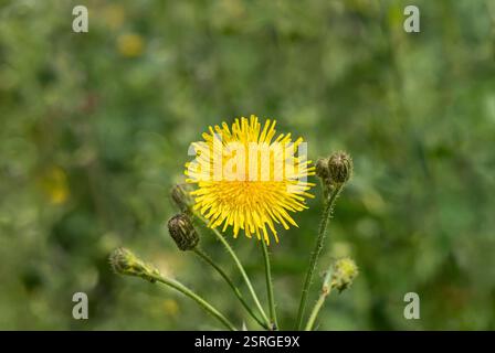 Stacheldistel Sonchus asper, grobe Mariendistel, Stacheldistel, wächst in der Hecke an der Küste, Norfolk, Juni Stockfoto