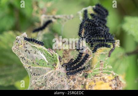 Pfauenraupen Inachis io, lebt gesellig auf Brennnessel, Hecke auf Küstenweg, Norfolk, Juni Stockfoto