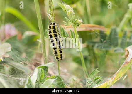 Six-Spot Burnet Zygaena filipendulae, Familie Zygaenidea, raupe im Unterholz über einem Spinnennetz, krabbelnd einen Stamm hinauf, Naturschutzgebiet Norfolk, J Stockfoto