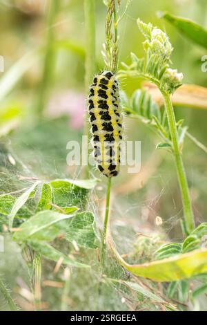 Six-Spot Burnet Zygaena filipendulae, Familie Zygaenidea, raupe im Unterholz über einem Spinnennetz, krabbelnd einen Stamm hinauf, Naturschutzgebiet Norfolk, J Stockfoto