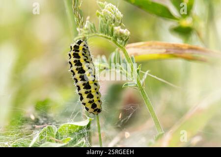 Six-Spot Burnet Zygaena filipendulae, Familie Zygaenidea, raupe im Unterholz über einem Spinnennetz, krabbelnd einen Stamm hinauf, Naturschutzgebiet Norfolk, J Stockfoto