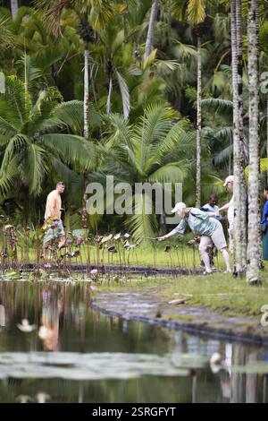 Lotus Teich, Teich mit indischem Lotus (Nelumbo nucifera), Palmen dahinter, Botanischer Garten oder Sir Seewoosagur Ramgoolam Botanical Garden oder Pamplemous Stockfoto