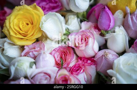 Der Verkäufer stellt Rosen zum Verkauf in einem Blumenladen aus, anlässlich des Valentinstag am 14. Februar 2025 in Guwahati, Indien. Valentinstag, Cele Stockfoto