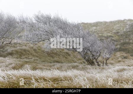 Marramgras mit Raureif und windgepeitschten Dünen in der Dünenlandschaft im Nebel auf Norderney, Niedersachsen, Deutschland, Europa Stockfoto