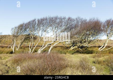 Dünenlandschaft mit Windschutzscheiben im Nationalpark Norderney, Niedersachsen, Deutschland, Europa Stockfoto