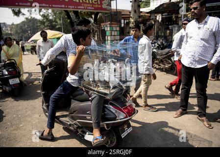 Tauben im Käfig für Verkauf, Tauben Markt, Pune, Maharashtra, Indien, Asien Stockfoto