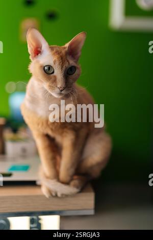 Vertikales Porträt einer neugierigen Ingwerkatze, die auf grüner Wand sitzt und posiert, lebendige Farben, die einen auffälligen Fellton und eine faszinierende Katze betonen Stockfoto