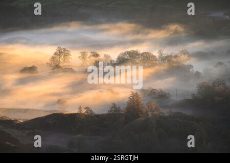 Goldenes Licht, das an einem frischen Herbstmorgen in Little Langdale, Lake District, Großbritannien, durch Nebelbäume bricht. Stockfoto