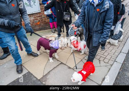 London, Großbritannien. Februar 2025. Hunde und Besitzer ziehen sich für den jährlichen Valentinstag-Spaziergang „All Dogs Matter“ an, der am Garden Gate Pub beginnt und nach Hampstead Heath fährt. Alle Erlöse unterstützen ihre Rettungs- und Aufräumarbeiten. Guy Bell/Alamy Live News Stockfoto