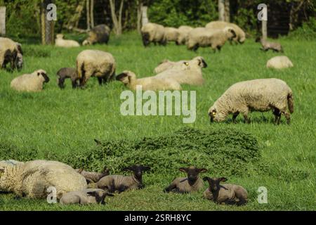 Schafe und Lämmer weiden auf einer weitläufigen grünen Wiese, Wesel, Rhein, Nordrhein-Westfalen, Deutschland, Europa Stockfoto