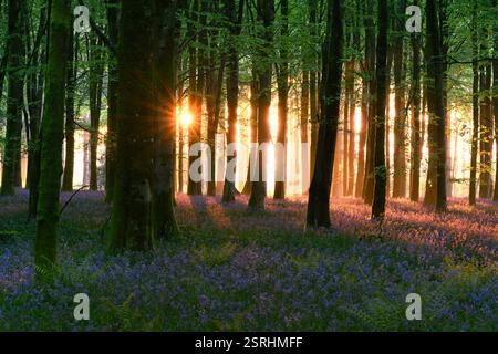 Wunderschöner Sonnenaufgang in einem magischen Blauglockenwald in Dorset, Großbritannien. Stockfoto