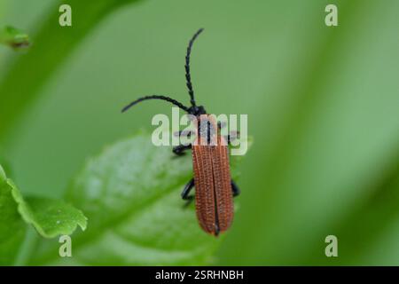 Cosnard's Net-Winged Beetle (Erotides cosnardi), Insecta, 5080 Laufenburg, Schweiz, syn. Platycis cosnardi ... Stockfoto