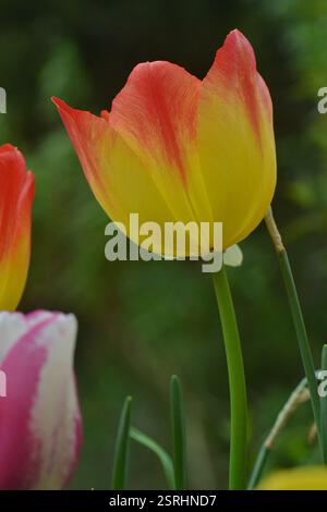 Tulip 'Colour Mystic', aufgenommen in einem Garten in Blackburn, Großbritannien am 6. Mai 2023. Stockfoto