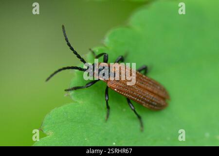 Cosnard's Net-Winged Beetle (Erotides cosnardi), Insecta, 5072 Oeschgen, Schweiz, syn. Platycis cosnardi ... Stockfoto