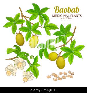 Baobab Branch Farbige Detaillierte Abbildung Stock Vektor