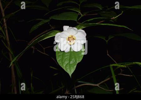 Chinesischer Süßstrauch (Calycanthus chinensis), Plantae, 中国浙江省杭州市西湖区 Stockfoto