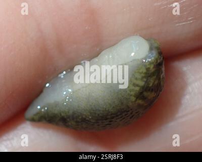 Baumschnecke (Lehmannia marginata), Mollusca, Aberdour, Vereinigtes Königreich Stockfoto