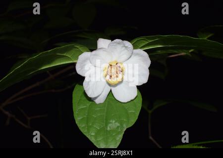 Chinesischer Süßstrauch (Calycanthus chinensis), Plantae, 中国浙江省杭州市西湖区 Stockfoto
