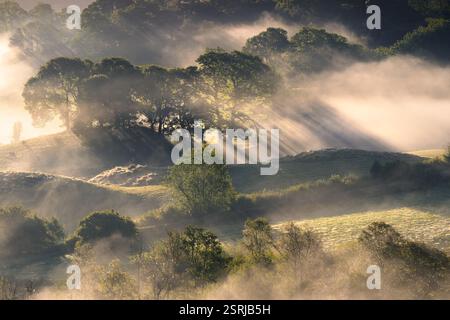 Goldene Lichtstrahlen, die durch nebelige Bäume mit sanften Hügeln der britischen Landschaft leuchten. Little Langdale, Lake District, Großbritannien. Stockfoto