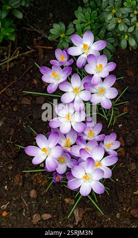 Krokusse in den Kurgärten Baden Deutschland, Europa Stockfoto