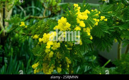 Hintergrund mit gelben Blüten des Mimosenbaums. Acacia dealbata. Mimosa. Stockfoto