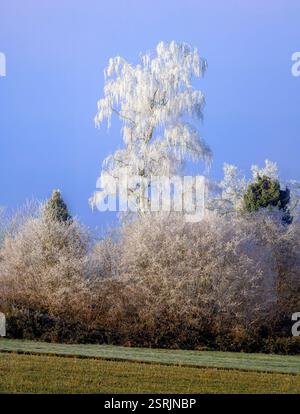 Winterlandschaft mit einem frostbedeckten Bichbaum in Schrobenhausen (Bayern, Deutschland) Stockfoto