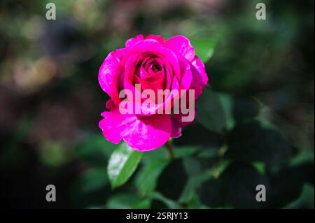 Eine Nahaufnahme der Blüte einer schönen roten Rose in all ihrer Pracht Stockfoto