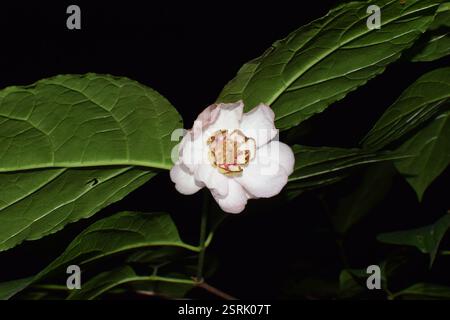 Chinesischer Süßstrauch (Calycanthus chinensis), Plantae, 中国浙江省杭州市西湖区 Stockfoto