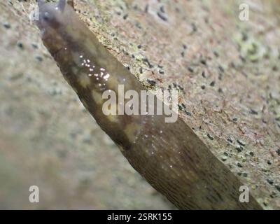 Baumschnecke (Lehmannia marginata), Mollusca, Aberdour, Vereinigtes Königreich Stockfoto