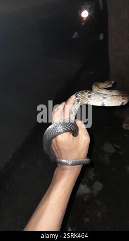Schwarze Kupferrattenschlange (Coelognathus flavolineatus), Reptilia, Kampung Inggris, Kalisegoro, KEC. Gn. Pati, Kota Semarang, Jawa Tengah, Indonesien Stockfoto