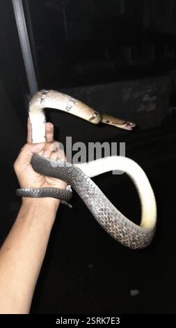 Schwarze Kupferrattenschlange (Coelognathus flavolineatus), Reptilia, Kampung Inggris, Kalisegoro, KEC. Gn. Pati, Kota Semarang, Jawa Tengah, Indonesien Stockfoto
