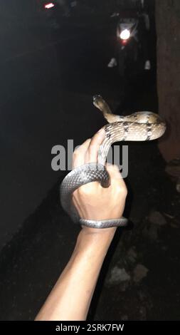 Schwarze Kupferrattenschlange (Coelognathus flavolineatus), Reptilia, Kampung Inggris, Kalisegoro, KEC. Gn. Pati, Kota Semarang, Jawa Tengah, Indonesien Stockfoto
