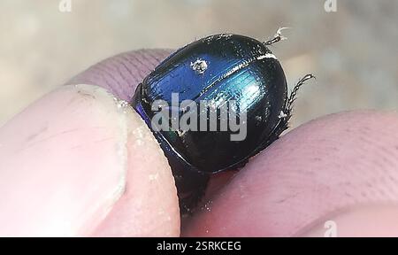 Woodland Dor Beetle (Anoplotrupes stercorosus), Insecta, Rieder, Ballenstedt, Deutschland, super klein, aber gewöhnlicher Dungkäfer oder ein paar kleinere Arten? Stockfoto