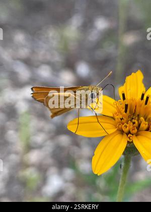 Orange Skipperling (Oarisma aurantiaca), Insecta, Eisenhower Park, San Antonio, TX, US Stockfoto