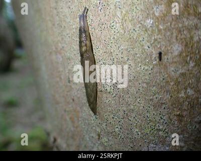 Baumschnecke (Lehmannia marginata), Mollusca, Aberdour, Vereinigtes Königreich Stockfoto