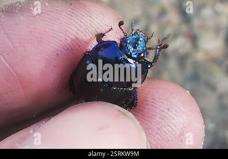 Woodland Dor Beetle (Anoplotrupes stercorosus), Insecta, Rieder, Ballenstedt, Deutschland, super klein, aber gewöhnlicher Dungkäfer oder ein paar kleinere Arten? Stockfoto