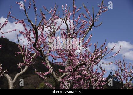 Pfirsichbaum, kasauli, himachal pradesh, Indien, Asien Stockfoto
