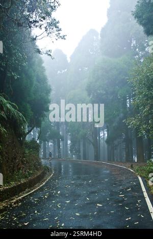 Eine nasse Straße schlängelt sich durch die Kiefern, verstreut mit gefallenen Blättern, während die Natur im Regen flüstert. Stockfoto