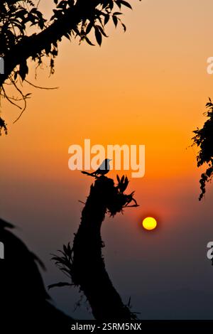 Lonely Bird. Stockfoto