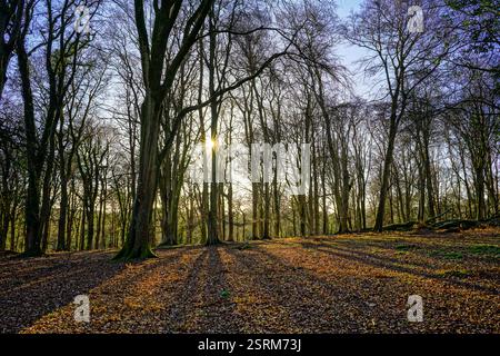 Eyeworth Wood im New Forest, in einem Gebiet mit gemischten Buchen- und Eichenbäumen Stockfoto
