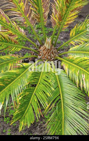 CYCAS revoluta Stockfoto