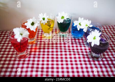 Weiße Blumen in Gläsern mit farbigem Wasser. Experiment zur Darstellung der Diffusion von Flüssigkeiten. Lustige Aktivitäten zu Hause mit Kindern Stockfoto