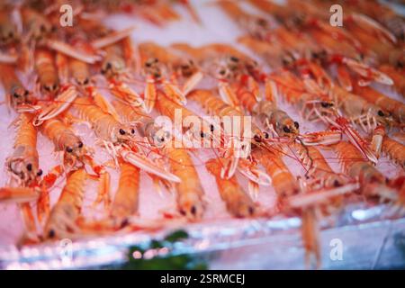 Frischer Hummer auf dem Bauernmarkt in Paris, Frankreich. Typischer europäischer Fischmarkt Stockfoto