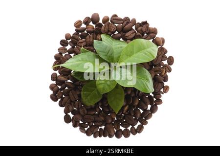 Wachsende Kaffeepflanze Stockfoto