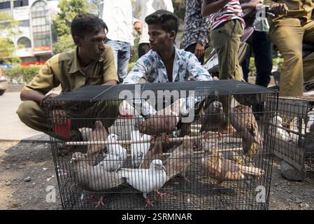Tauben im Käfig, Tauben Markt, Pune, Maharashtra, Indien, Asien Stockfoto