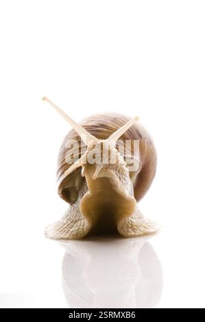 Schnecke. Tier isoliert auf weißem Hintergrund, polen Stockfoto