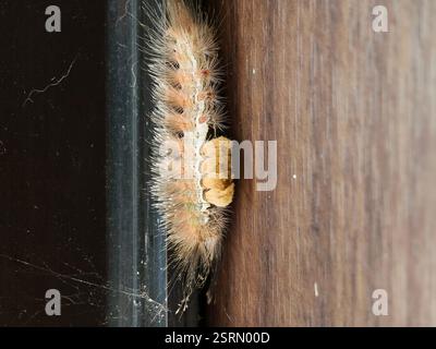 Tussock Moth Larva : Eine haarige raupe mit markanten Borstenbüscheln bereitet sich auf die Verpuppung vor Stockfoto